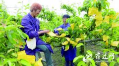 ��Ǩ���飺��֦��������ɰ���