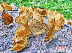 ����������������Ӻ�����