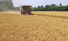 ��ɫ����