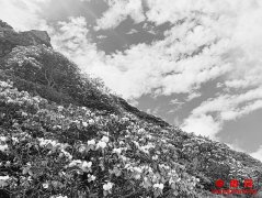 ��ҵ���м� �Ĵ��������ѡ���⡱