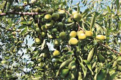 �ɶ�ˮ��֮�ã�ɢ�� ժ�� ʢ��������