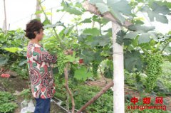 ���ս��ף���չ��Чũҵ �ٽ�Ⱥ������