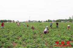 ��һ��һƷ��������