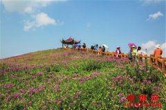 �²�ƺ������ĶҰ���²˻�ʢ��