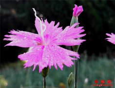 ɽ��۰�ǣ����ʯ�񾺷ҷ�