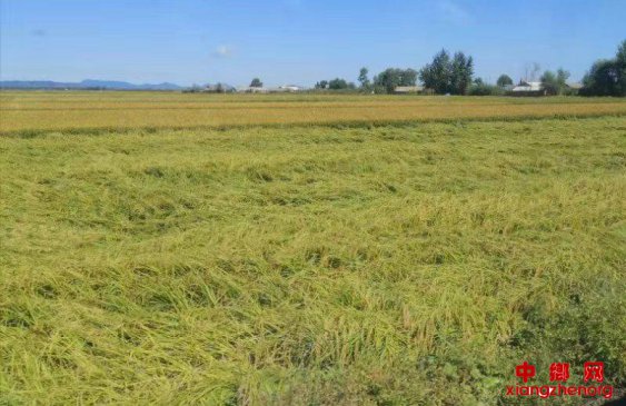 �ֺ���ʧ����30%�������������8%����ˮ����Ʒ�֡��пƷ�5�š�ѡ���ɹ�