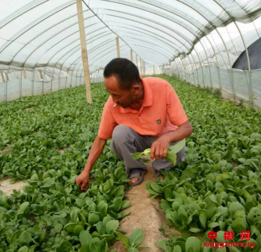 ��չ��ɫ��ֲ����������Ĳ�ҵѡ��