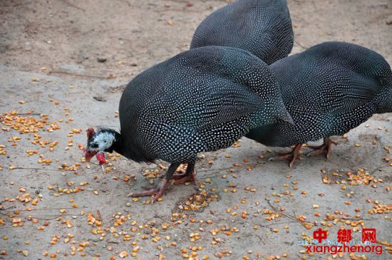 ���鼦��ֳ�¼���