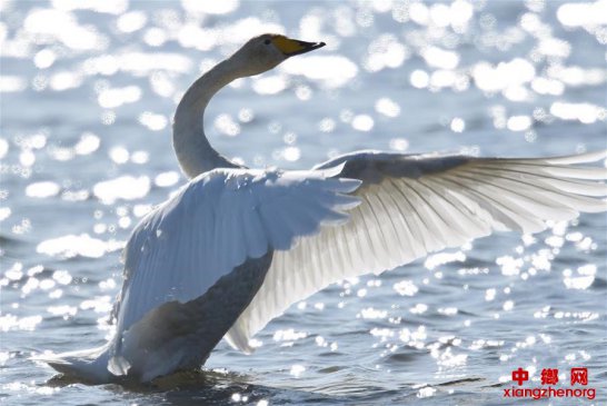 �ٳ�ӭ����������Խ�������