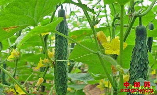 Խ����ƹ���ֲ������Ҫ��