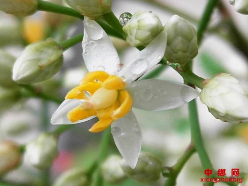 ɽ��۰�ǣ������񻨿������տ������ܰ��ͻ���