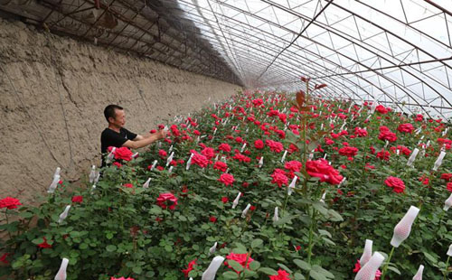 辽宁辽中:玫瑰种植富农家