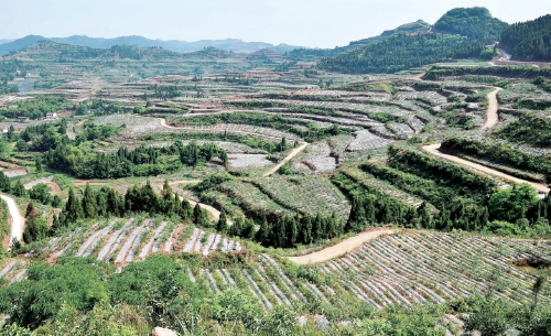 ǧ����ꡱ����ƪ�����Ĵ�ʡ�ϳ��м�������ɫũҵ��չ��ʵ����