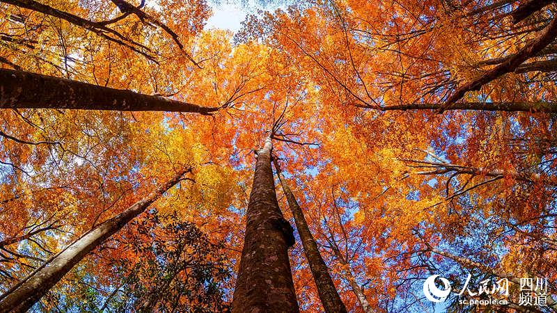 �Ĵ����º�Ҷ����ָ������ ��Щ������Ҷ����