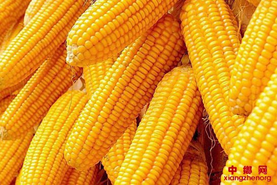 ���׶����Ǽ��ް� ���������ȶ�