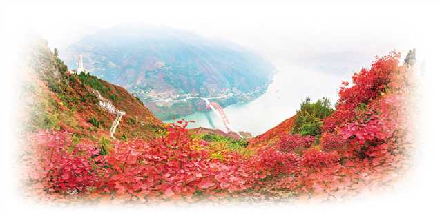 ��ɽ��Ҷ�� ��ɽ�����