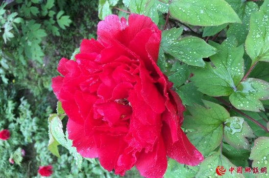 �Ĵ�ʡ����ĵ������ �������ڵ���ɽ������չ��������־Ը����