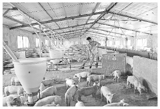 �����۸��͵�350Ԫ/ͷ