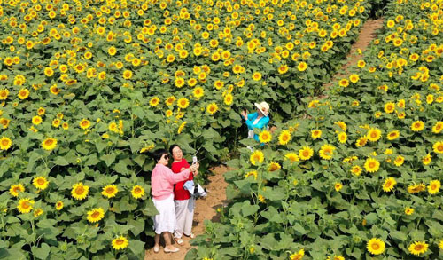 ���ջ��������տ����� ����������