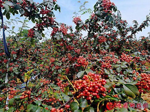 ���������������򣺸��񵳽��������������ý�ũ��������