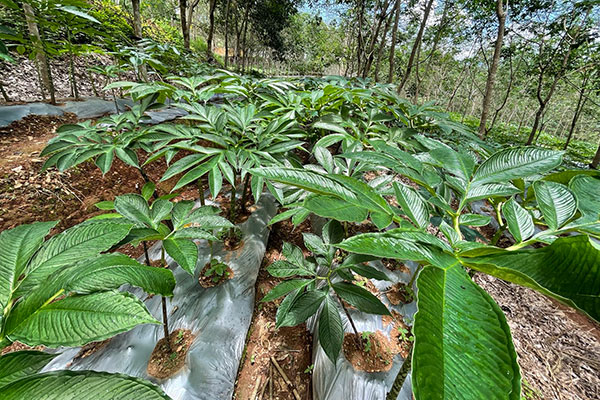 �������ˣ�������ħ�� �ý�ũ��һ��˫�ա�