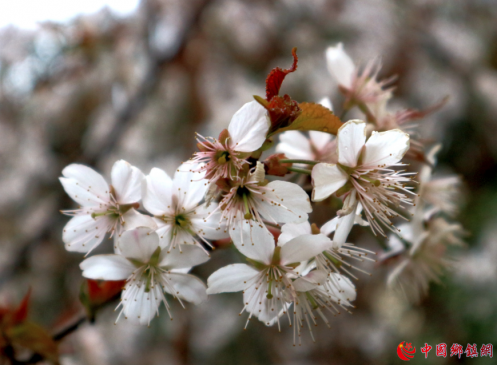 �������ݣ�ӣ�һ�������Ũ