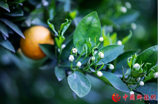 ����������Ͽ�ٺ��ֵ�������ͬ����ʱ