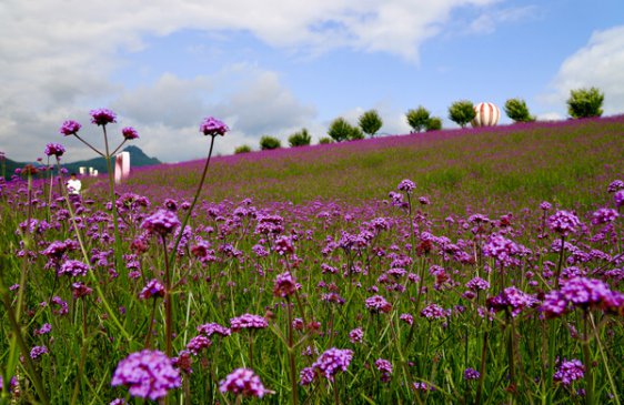 ����ͩ����800��Ķ���޲�Ѥ������