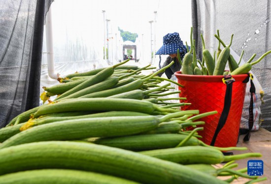 四川达川：蔬菜产业助力乡村振兴