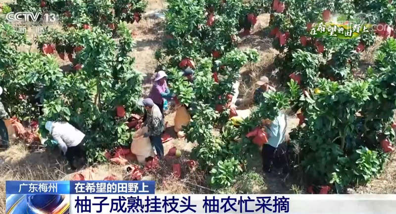 广东梅州柚子成熟挂枝头 柚农忙采摘