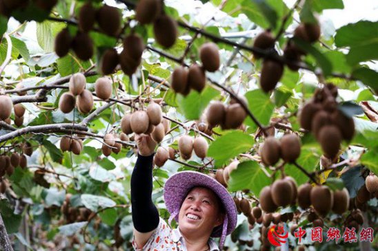 重庆黔江：猕猴桃成熟采收忙