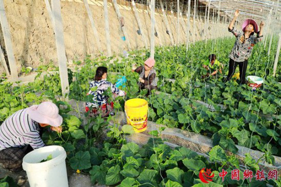 安徽阜阳：反季节蔬果促增收