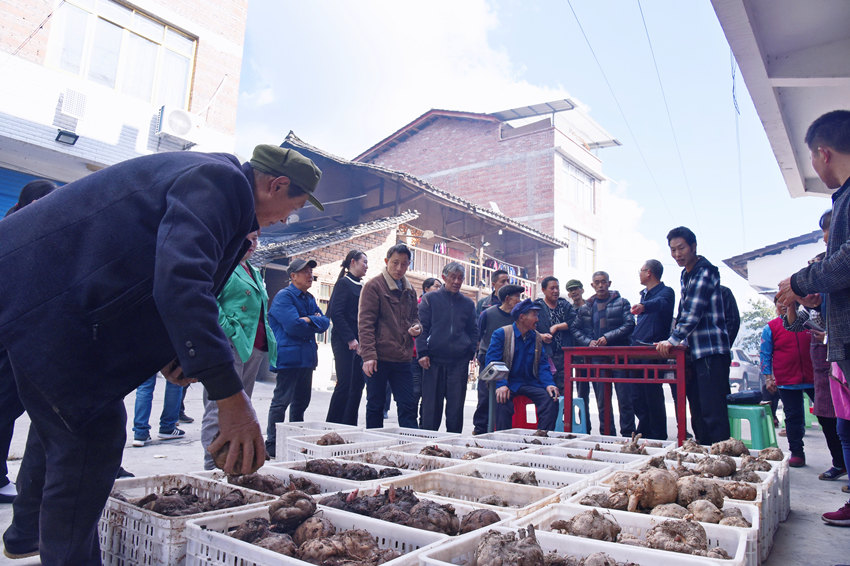 收购商正在收村民种出的魔芋。宣汉县委宣传部供图