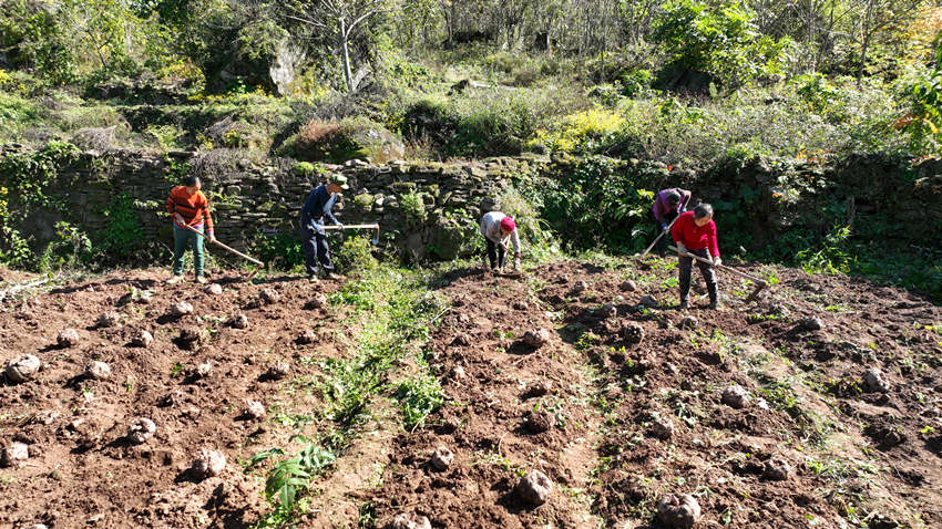 村民们正在挖成熟的魔芋。宣汉县委宣传部供图