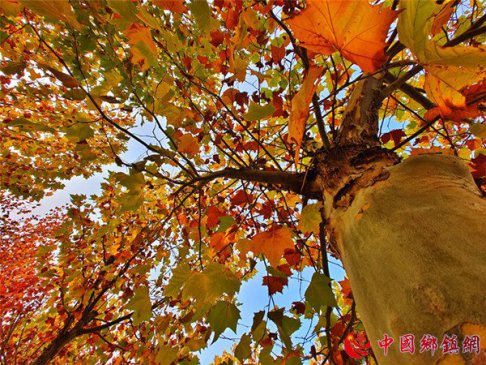 山东郯城：深秋树叶斑斓色迷人