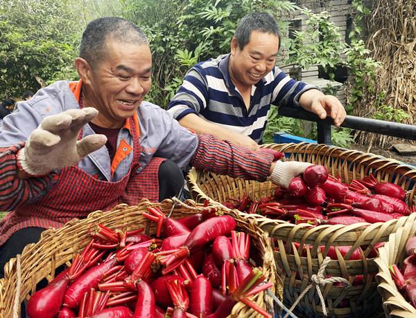 重庆涪陵：40万斤胭脂萝卜喜丰收