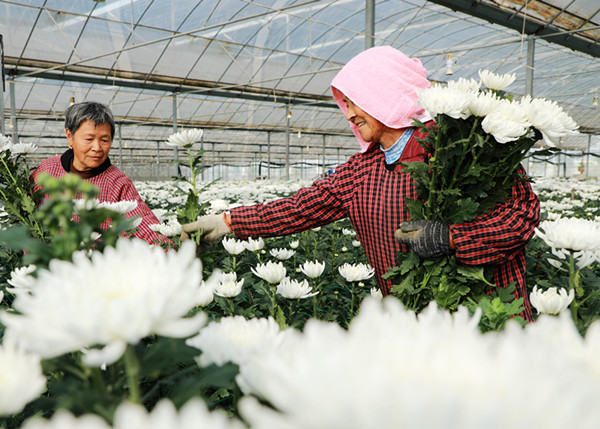 安徽阜阳：花卉产业 助农增收