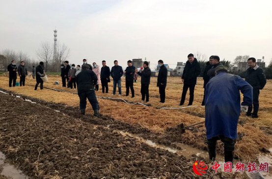 安徽凤阳：大庙镇开展大球盖菇种植技术培训
