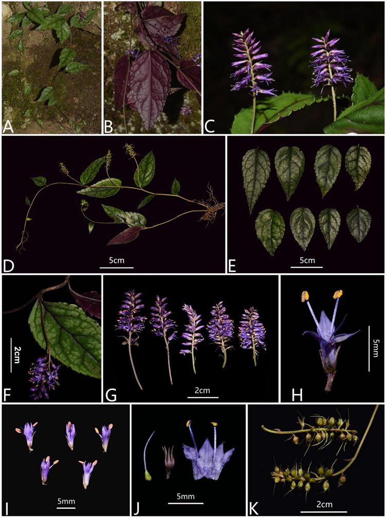 긹ˮݣVeronicastrum wulingense̬ܷ߹ͼ