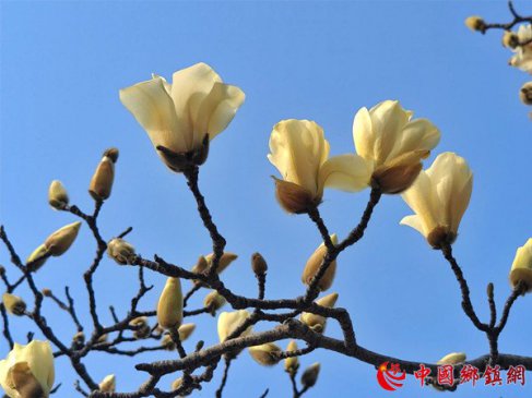 ɽ��۰�ǣ�������������  ���㽿������