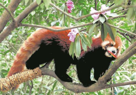 ��è�ȸ�ɽ�ž黨�Ὺչ