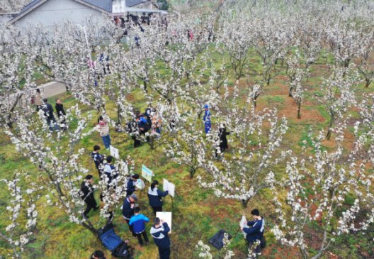 �������ģ�ǧĶ�滨���˷��ο�