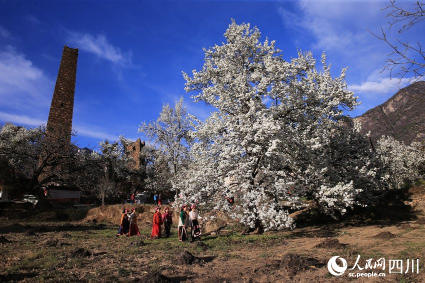 在丹巴，雪山、碉楼、藏寨、美人共同勾勒出一幅精美绝伦的春日藏寨梨花图。李永安摄