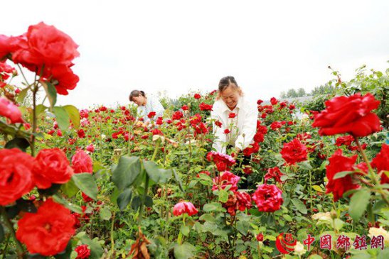 安徽阜阳：花卉经济助农增收