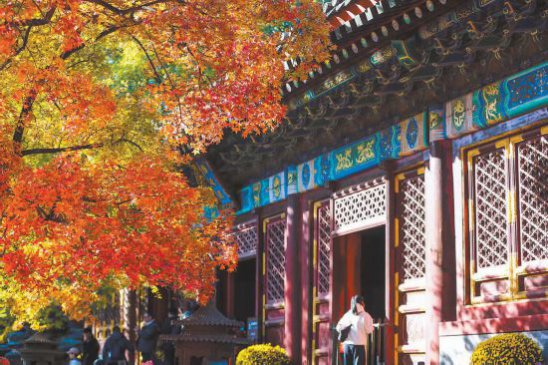 香山红叶进入最佳观赏期
