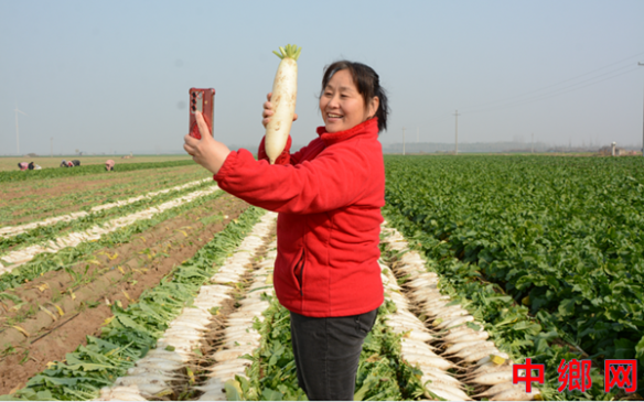 河南:内黄直播达人助农让“萝卜”俏销搭上电商快递车