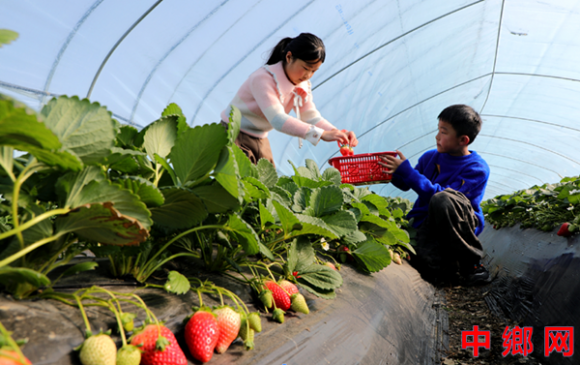 安徽阜阳:采摘草莓