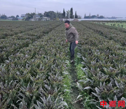 邱子建:80后新农人扎根彭州田野 以实干为农业发展添