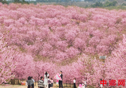 四川成都彭州:樱漫谭家场 春醉丽春间