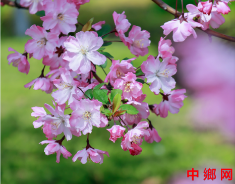 安徽亳州:海棠花盛开春意浓